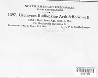 Uromyces rudbeckiae image